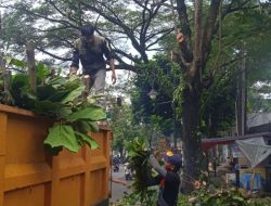 Antispasi Pohon Tumbang, Tim Sigalak Tajam Lakukan Pemangkasan Pohon