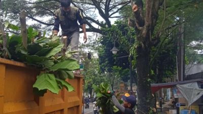 Antispasi Pohon Tumbang, Tim Sigalak Tajam Lakukan Pemangkasan Pohon