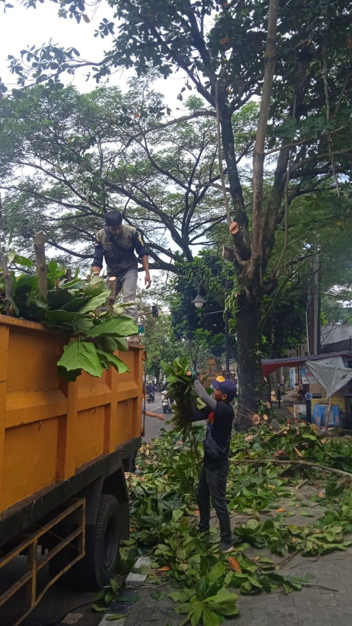 Antispasi Pohon Tumbang, Tim Sigalak Tajam Lakukan Pemangkasan Pohon