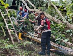 Pohon Tumbang Timpa Rumah Warga, Hujan dan Angin Kencang Jadi Ancaman