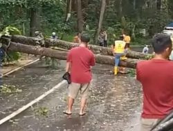 Gegara Pohon Mahoni Tumbang Arus Lalu Lintas Jalan Provinsi Sukabumi – Sagaranten Terganggu