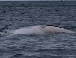 Penemuan Bangkai Ikan Paus di Pantai Cibiuk Gegerkan Warga Ciemas