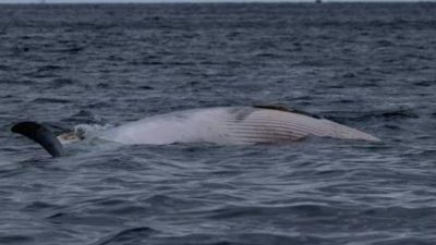 Penemuan Bangkai Ikan Paus di Pantai Cibiuk Gegerkan Warga Ciemas