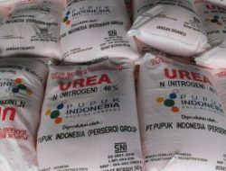 Distan Kabupaten Sukabumi Salurkan Puluhan Ribuan Ton Pupuk Bersubsidi, Penebusan Cukup Tunjukkan KTP