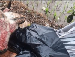 Waspada! Maling Ternak Berkeliaran Cari Mangsa