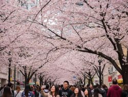Pesona “Sakura Sukabumi” Curi Perhatian: Tren Foto Estetik Warnai Media Sosial