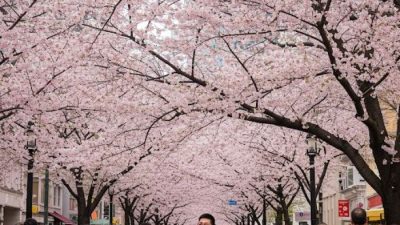 Pesona “Sakura Sukabumi” Curi Perhatian: Tren Foto Estetik Warnai Media Sosial