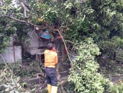 BPBD Kota Sukabumi Tangani Pohon Tumbang Dampak Cuaca Ekstrem