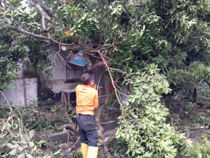 BPBD Kota Sukabumi Tangani Pohon Tumbang Dampak Cuaca Ekstrem