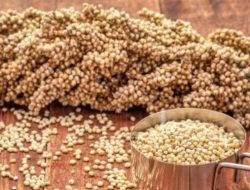 Sorgum: 10 Manfaat Kesehatan Tak Terduga, dari Tulang Kuat hingga Jantung Sehat