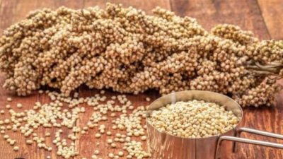 Sorgum: 10 Manfaat Kesehatan Tak Terduga, dari Tulang Kuat hingga Jantung Sehat