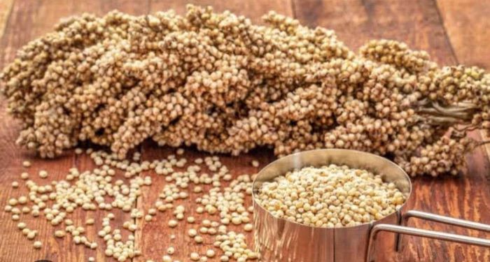 Sorgum: 10 Manfaat Kesehatan Tak Terduga, dari Tulang Kuat hingga Jantung Sehat