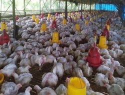 Disperkim Awasi Ketat Pembangunan di Lahan Peternakan Sukabumi