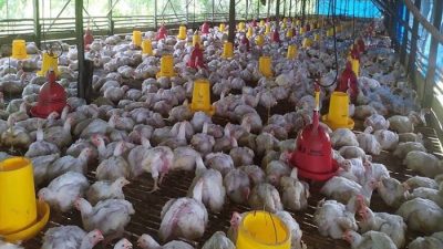 Disperkim Awasi Ketat Pembangunan di Lahan Peternakan Sukabumi