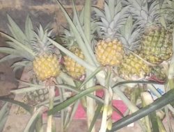 Manfaat Nanas untuk Pencernaan: Rahasia Enzim Bromelain dalam Mengurai Daging