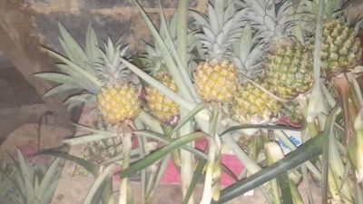 Manfaat Nanas untuk Pencernaan: Rahasia Enzim Bromelain dalam Mengurai Daging