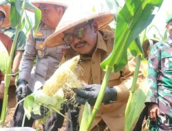 Panen Raya Jagung, Bupati Sukabumi Nyatakan Komitmen Wujudkan Swasembada Pangan