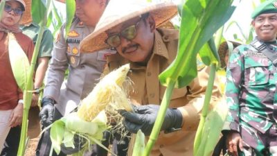 Panen Raya Jagung, Bupati Sukabumi Nyatakan Komitmen Wujudkan Swasembada Pangan