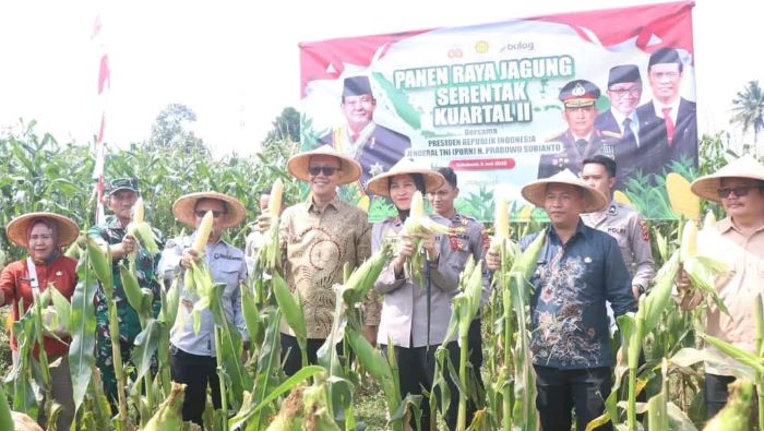Panen Serentak Jagung Kuartal II, Sukabumi Ambil Peran Perkuat Ketahanan Pangan