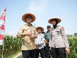 Sukabumi Serentak Panen Jagung, Kolaborasi Wujudkan Ketahanan Pangan