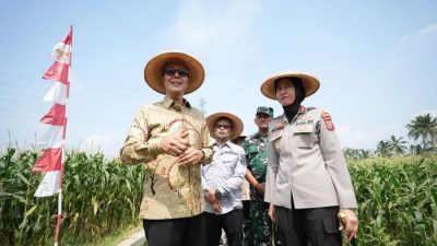 Sukabumi Serentak Panen Jagung, Kolaborasi Wujudkan Ketahanan Pangan