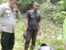 Petani Sukabumi Tewas Kesetrum Jebakan Babi Buatannya Sendiri