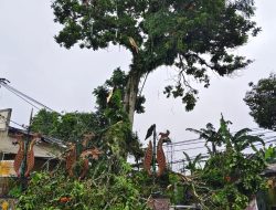 BPBD Kota Sukabumi Tanggap Pohon Tumbang Akibat Angin Kencang