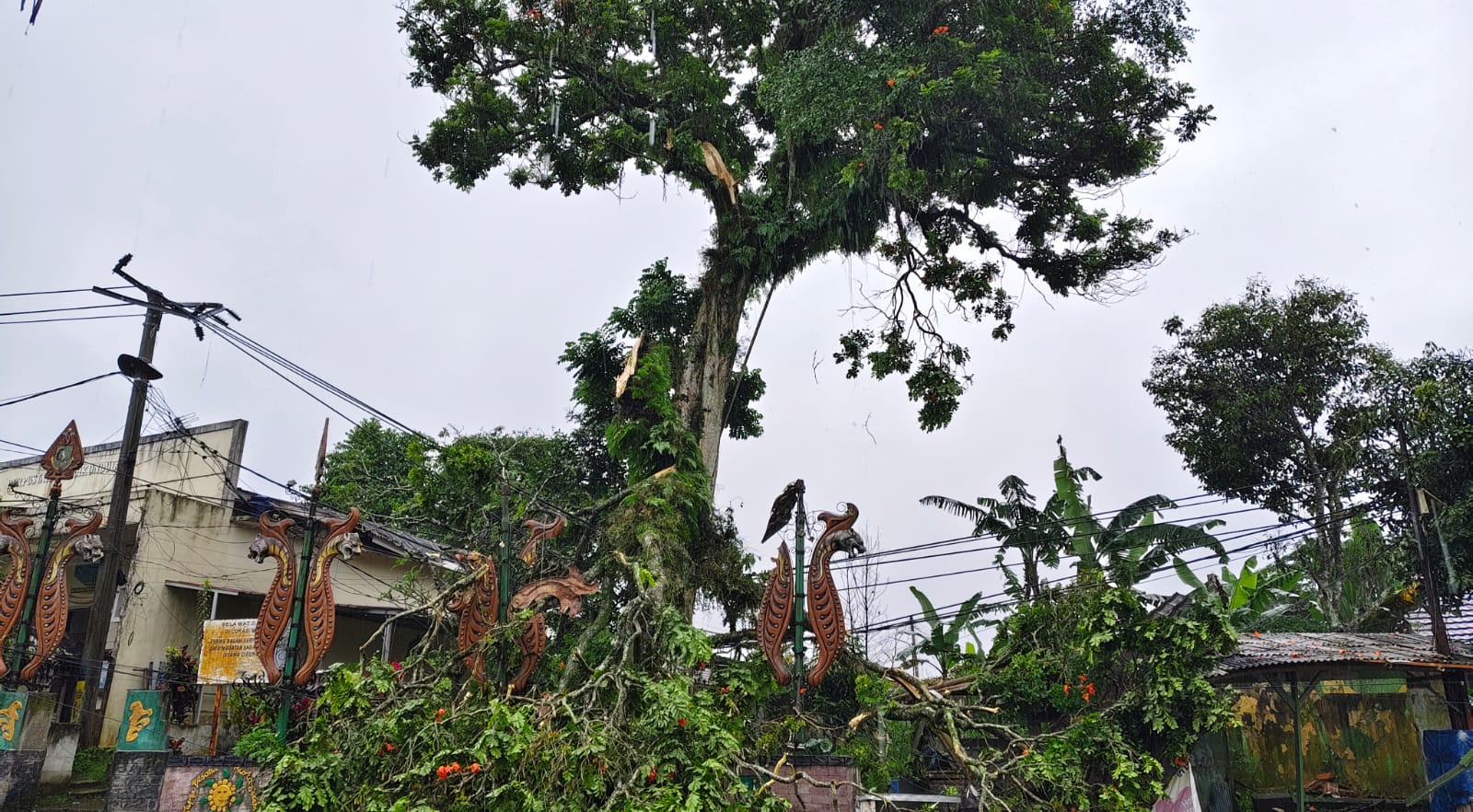 BPBD Kota Sukabumi Tanggap Pohon Tumbang Akibat Angin Kencang