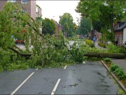 Dua Pelajar di Kadudampit Selamat dari Maut Usai Tertimpa Pohon Randu Raksasa