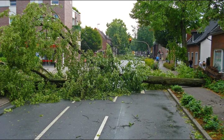 Dua Pelajar di Kadudampit Selamat dari Maut Usai Tertimpa Pohon Randu Raksasa