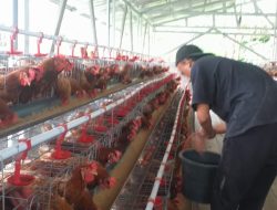 Prospek Menjanjikan, BUMDes Cikaret Targetkan Produktivitas Ayam Petelur Tembus 96 Persen