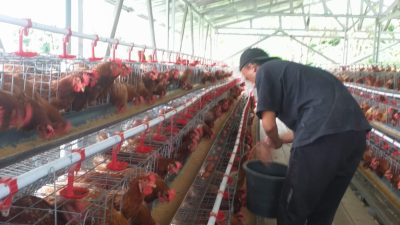 Prospek Menjanjikan, BUMDes Cikaret Targetkan Produktivitas Ayam Petelur Tembus 96 Persen