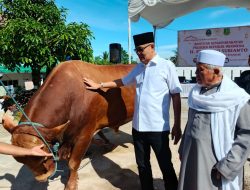 Pemotongan Sapi Seberat  1,2 Ton dari Presiden RI di Moment Iduladha