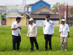 Wamenko Bidang Pangan Tinjau Pertanian Modern di Kota Sukabumi
